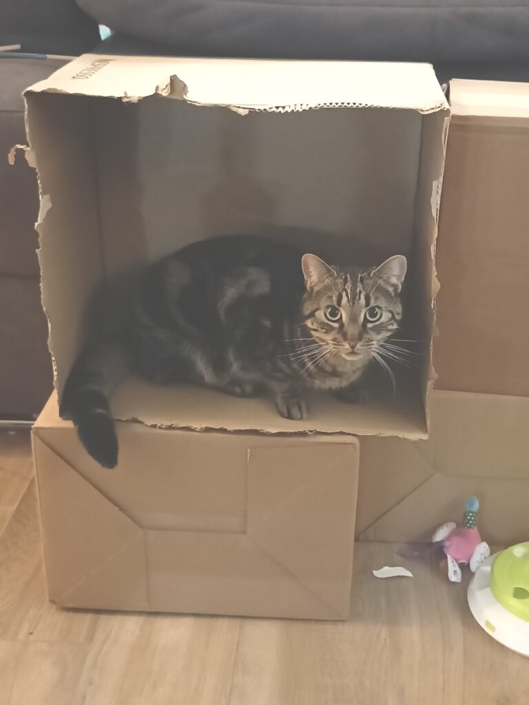 Katzen im Karton