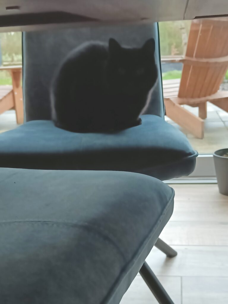 Katzen und Stühle