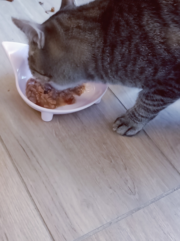 Joschi liebt das Futter