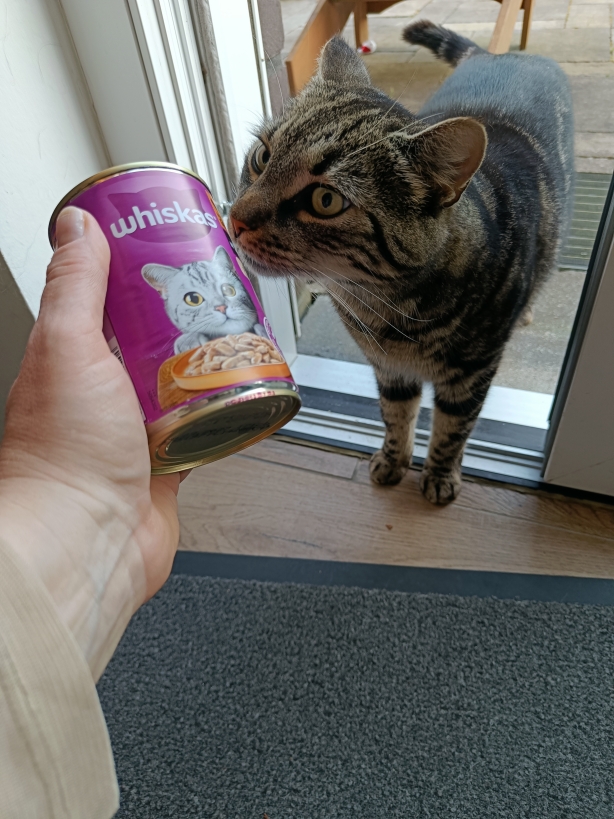 Tiger schnuppert an der Dose
