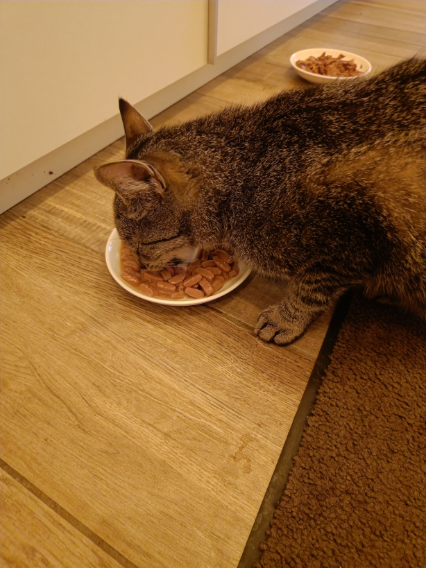 Joschi mag das Futter gerne