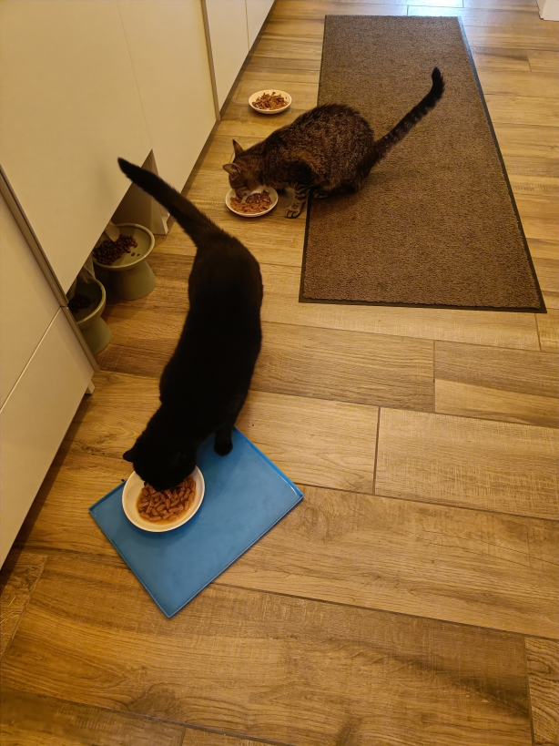 Testbericht zum Whiskas Geflügel in Sauce Futter (Influenster)