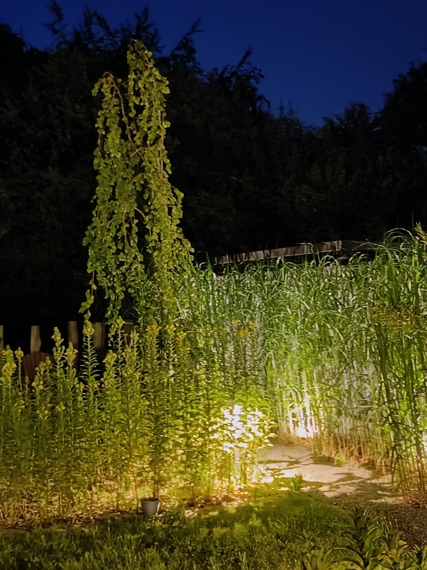 Buche und Chinaschilf
