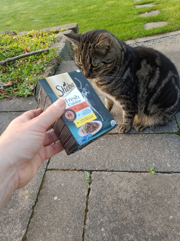 Tiger schnuppert zurückhaltend