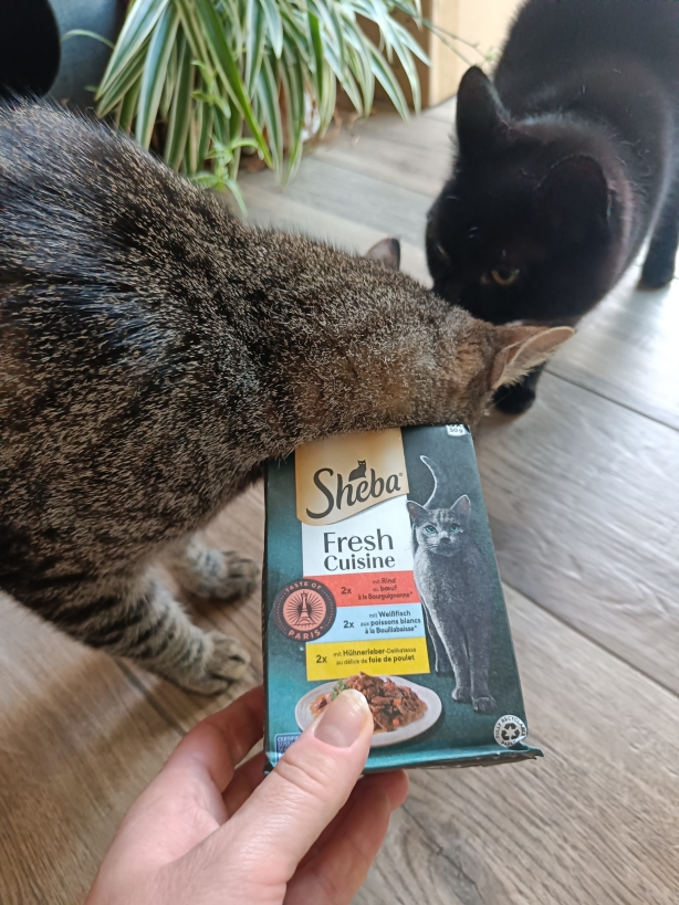Testbericht zu Sheba Fresh Cuisine (Influenster)
