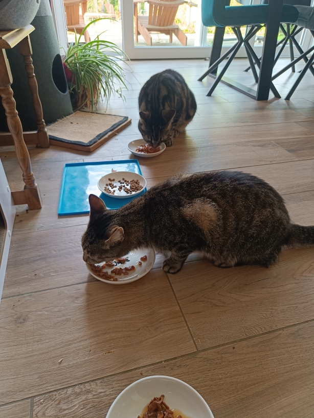 Die Kater lassen es sich schmecken...